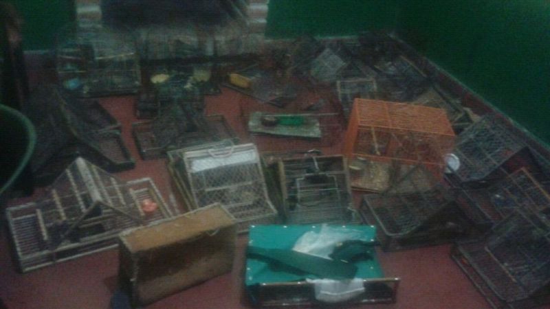 Secuestran gran cantidad de jaulas y aves canoras en Ambato