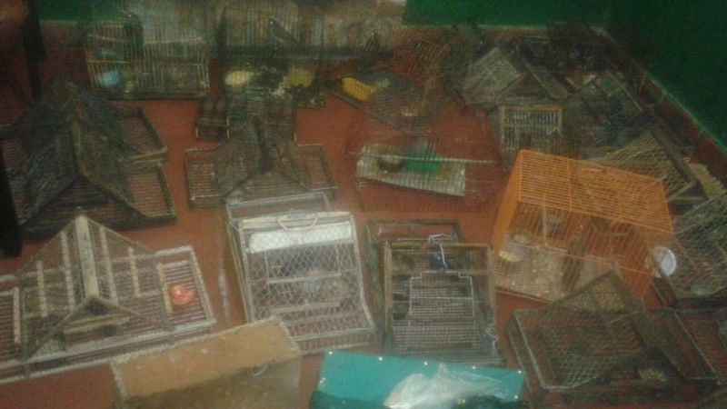 Secuestran gran cantidad de jaulas y aves canoras en Ambato