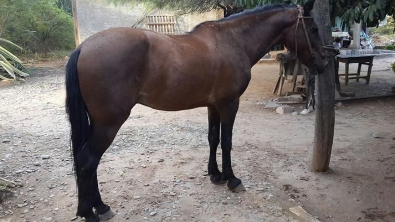 Secuestran caballo robado