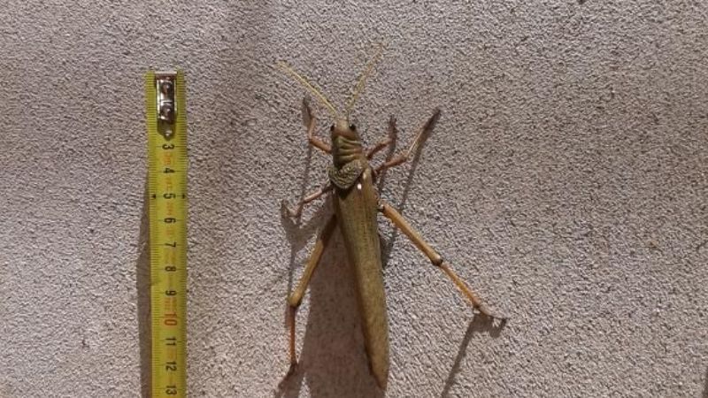 ¡¡Langosta de 15cm!!