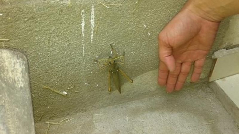 ¡¡Langosta de 15cm!!