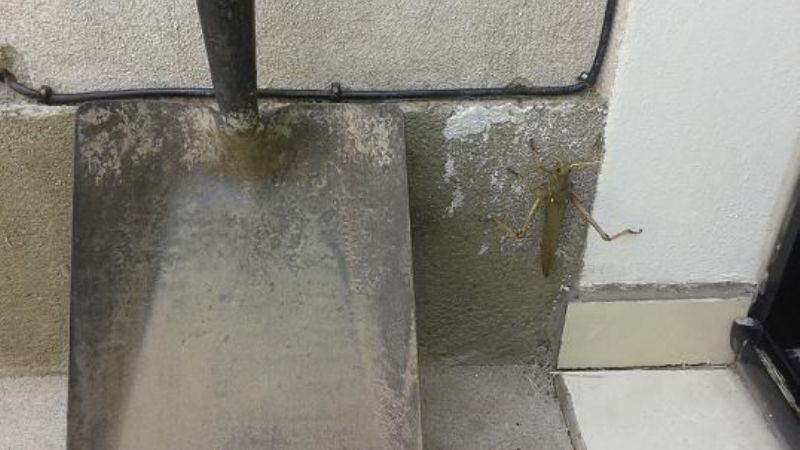 ¡¡Langosta de 15cm!!