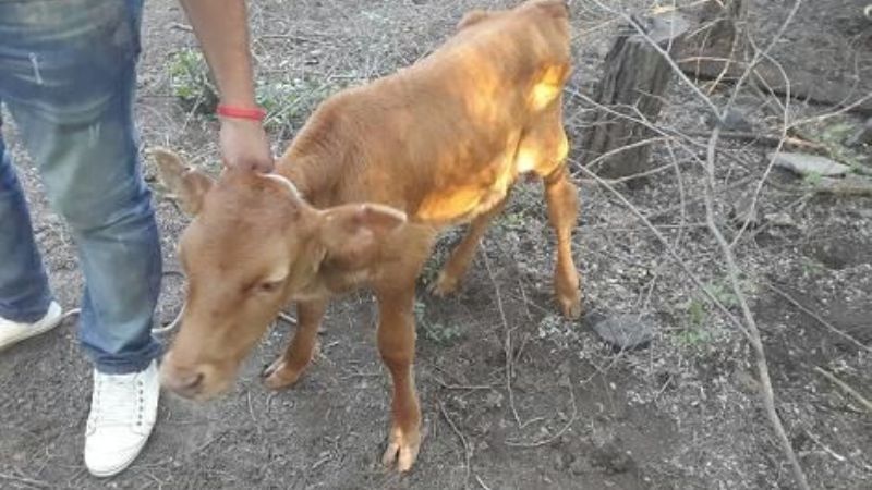 Detenidos por robar animales