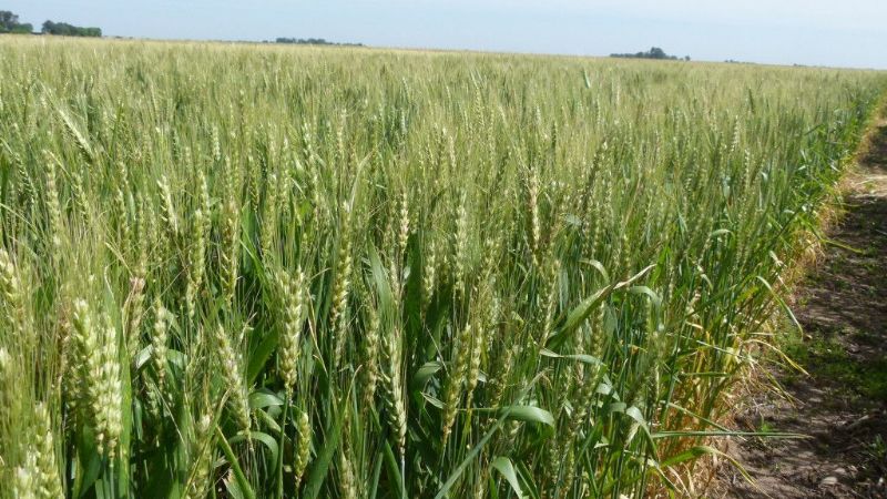 Vuelven a advertir que la agricultura es inviable en el NOA