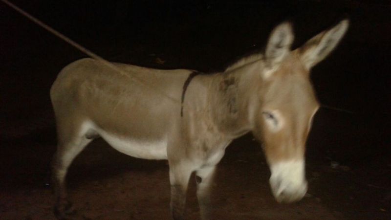 Secuestran un animal que fue contramarcado en Capayán