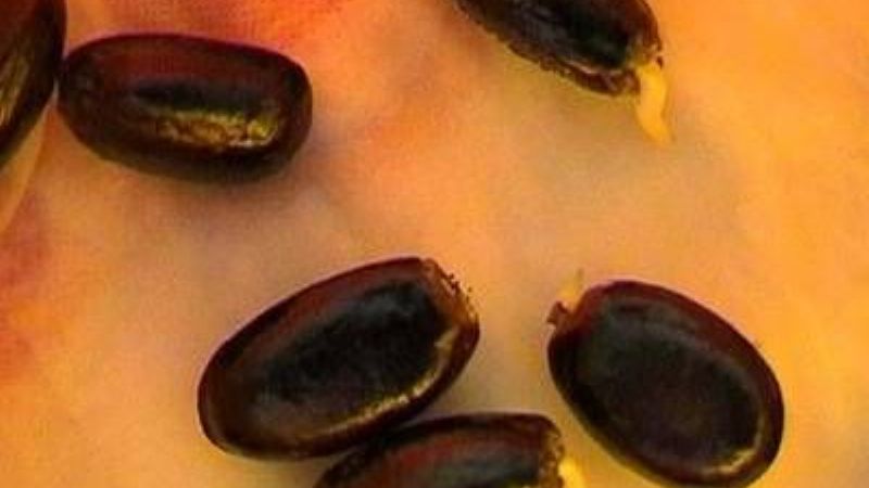 Hallan un insecticida natural en las semillas de la chirimoya