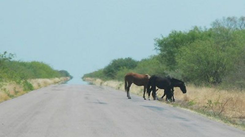 Continúan los secuestros de animales sueltos en la vía pública