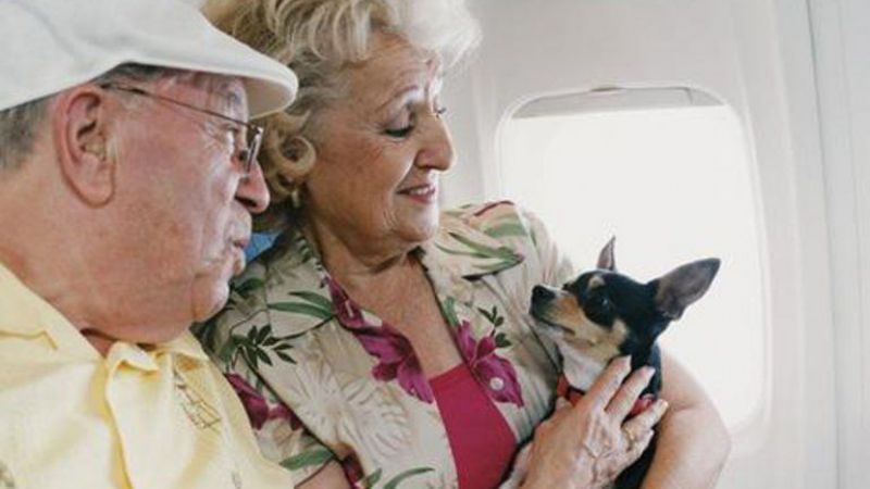 Ya hay cuatro reservas para viajar con mascotas en los aviones
