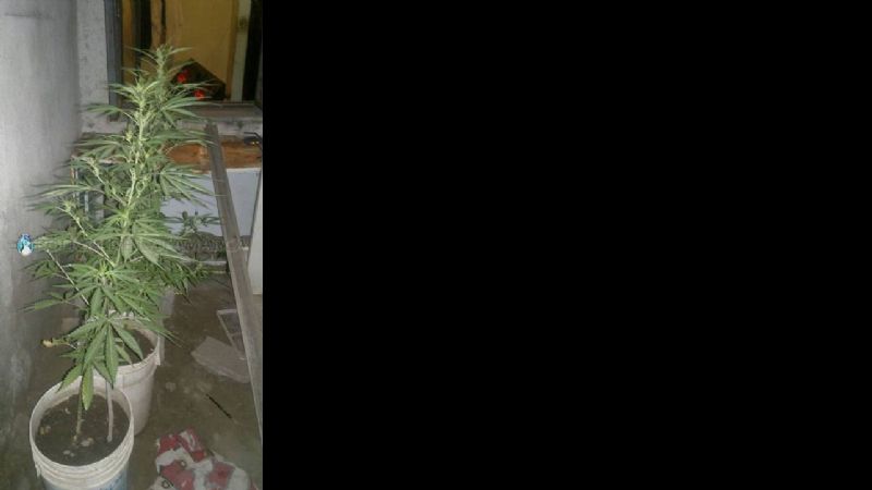 Duro golpe a la droga en Valle Viejo