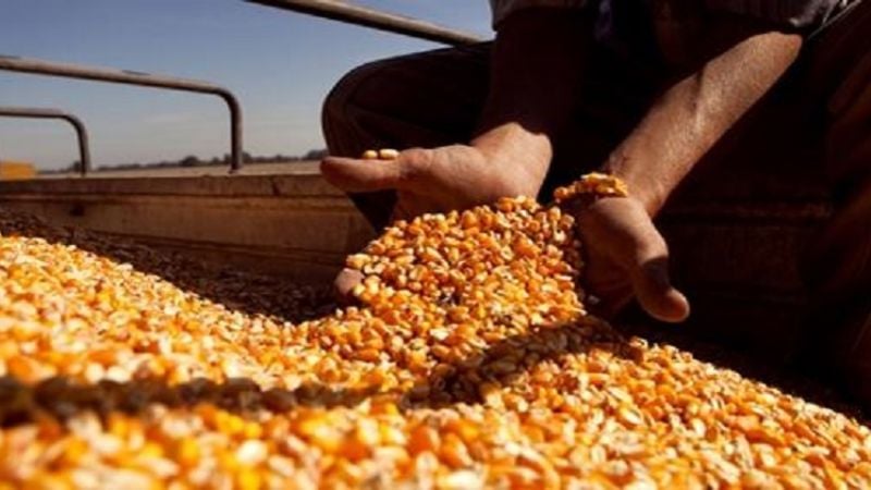 Argentina posee 60 razas autóctonas de maíz