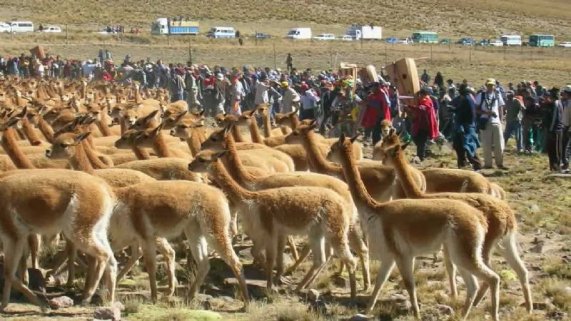 Taller de concientización sobre la “Esquila sustentable de vicuña silvestre”