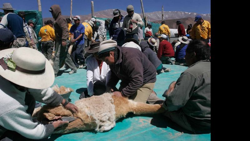 Taller de concientización sobre la “Esquila sustentable de vicuña silvestre”