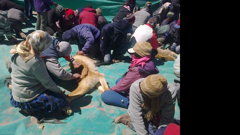 Esquila comunitaria de vicuñas en Laguna Blanca