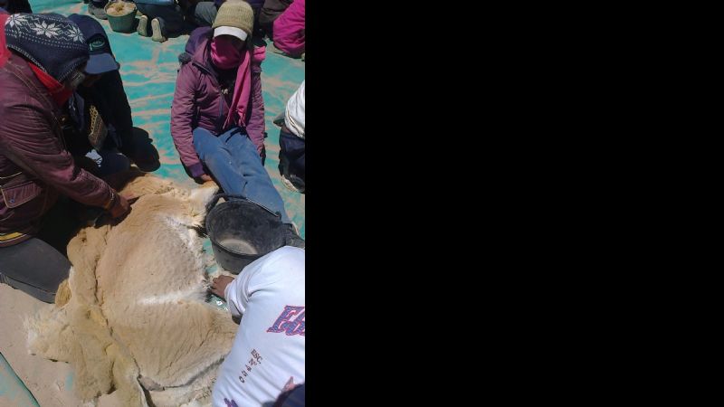 Esquila comunitaria de vicuñas en Laguna Blanca