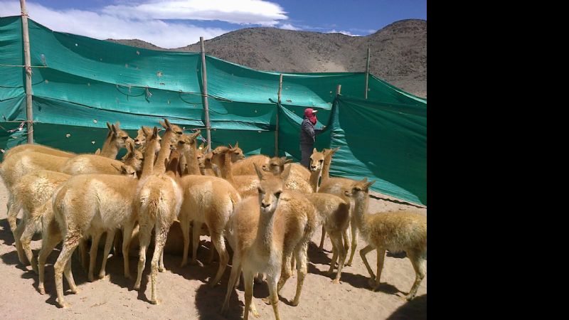 Esquila comunitaria de vicuñas en Laguna Blanca