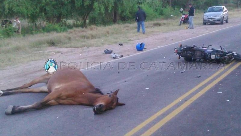 Animal suelto provocó un accidente en la ruta 1