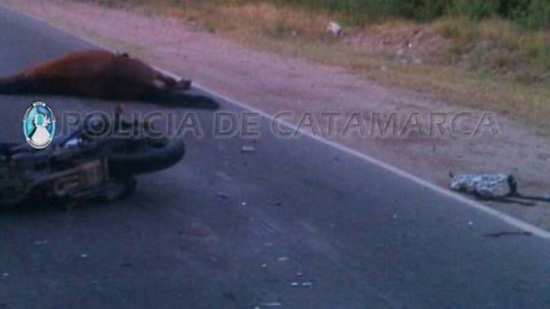 Animal suelto provocó un accidente en la ruta 1