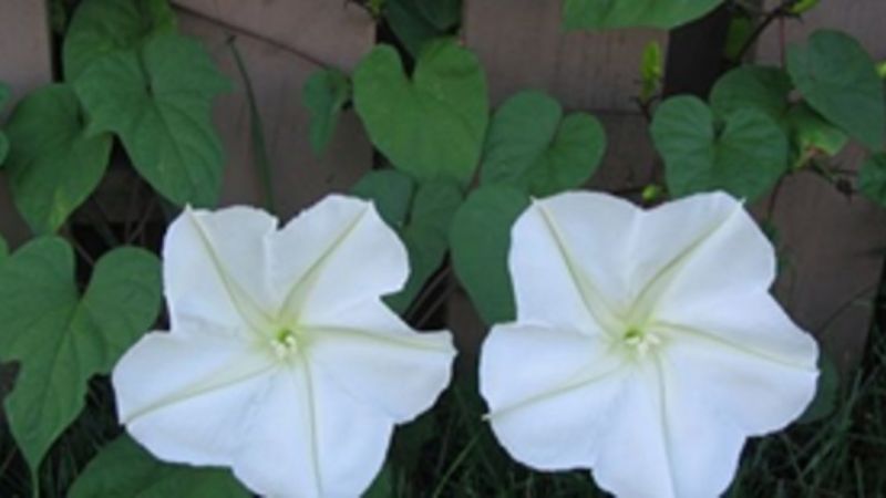 Extraña primavera andalgalense