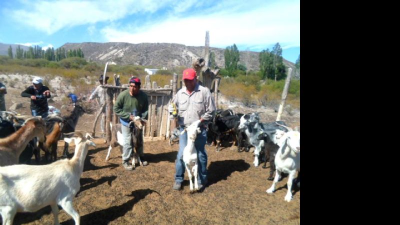 Intenso accionar de Producción en Caspinchango