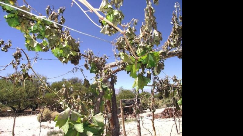 Emergencia agropecuaria: Así quedaron las producciones en Santa María