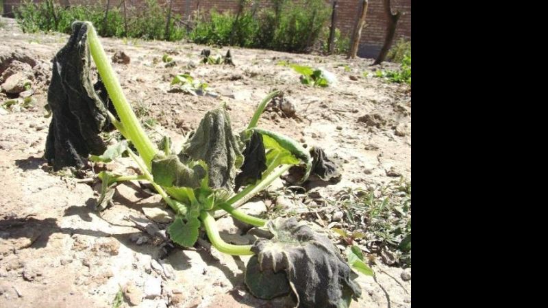 Emergencia agropecuaria: Así quedaron las producciones en Santa María