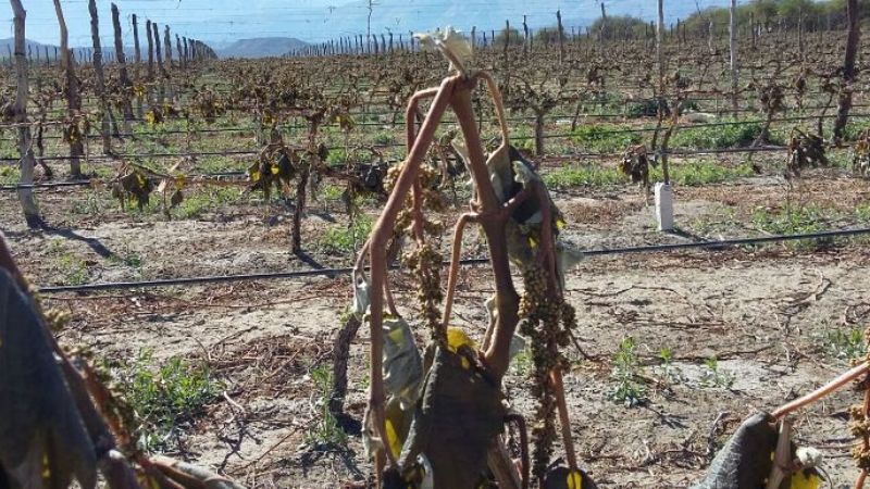 Emergencia agropecuaria: Así quedaron las producciones en Santa María