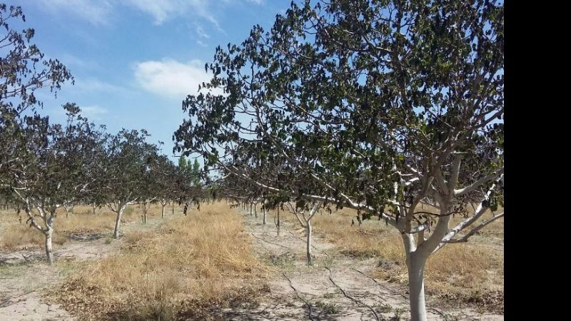 Emergencia agropecuaria: Así quedaron las producciones en Santa María