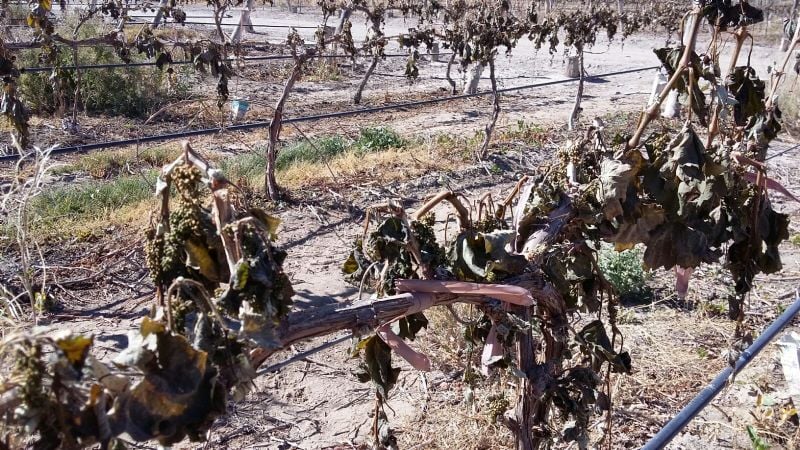 “De las mil hectáreas de viñedos que hay en Santa María, 800 tienen daño”
