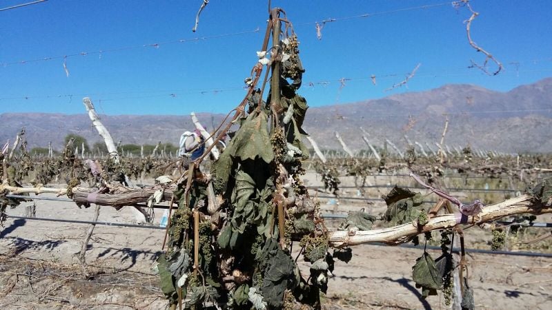 “De las mil hectáreas de viñedos que hay en Santa María, 800 tienen daño”