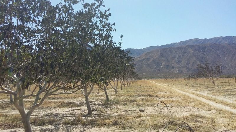 “De las mil hectáreas de viñedos que hay en Santa María, 800 tienen daño”