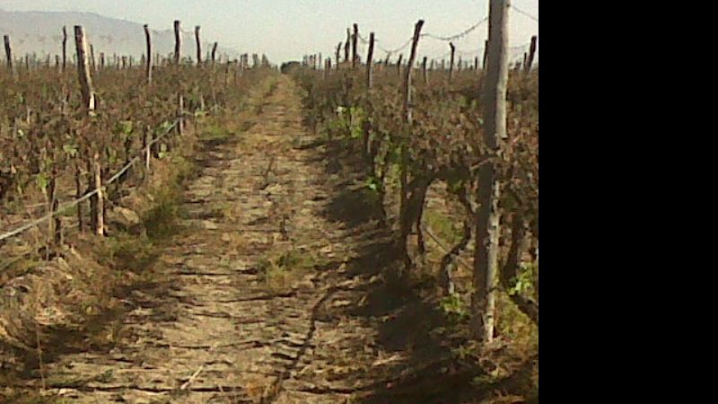“De las mil hectáreas de viñedos que hay en Santa María, 800 tienen daño”