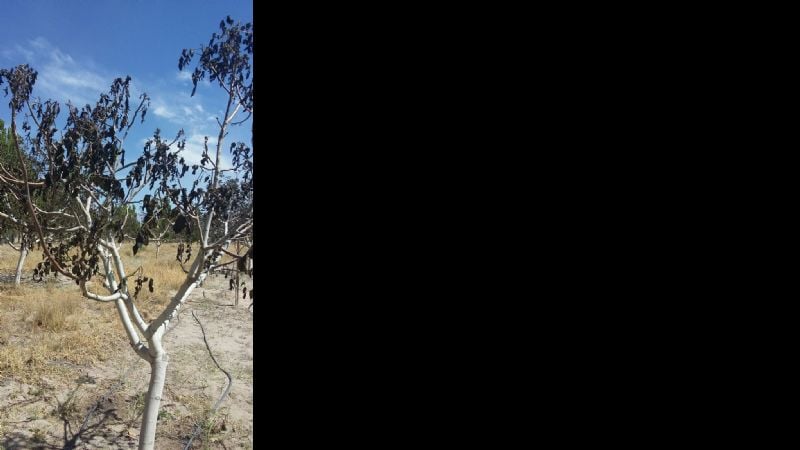 “De las mil hectáreas de viñedos que hay en Santa María, 800 tienen daño”