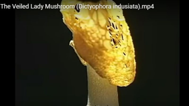 El famoso hongo que provoca orgasmos en las mujeres