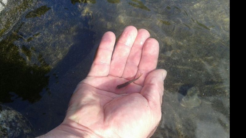 Siembra de Alevines de Trucha Arco Iris