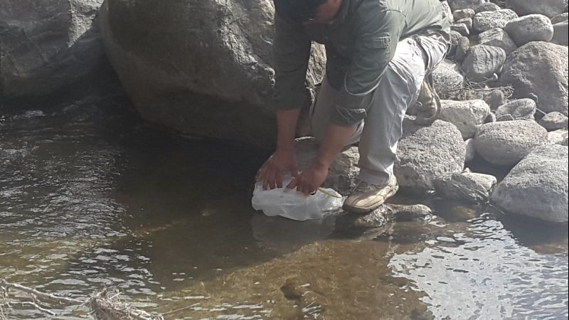 Siembra de Alevines de Trucha Arco Iris