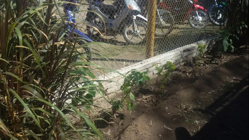 Agradecen donación de plantines