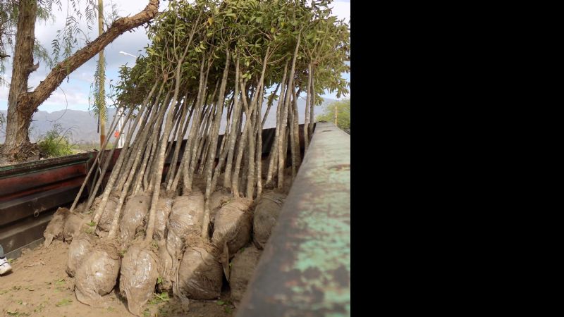 Plan de forestación para nuevos barrios en Santa María