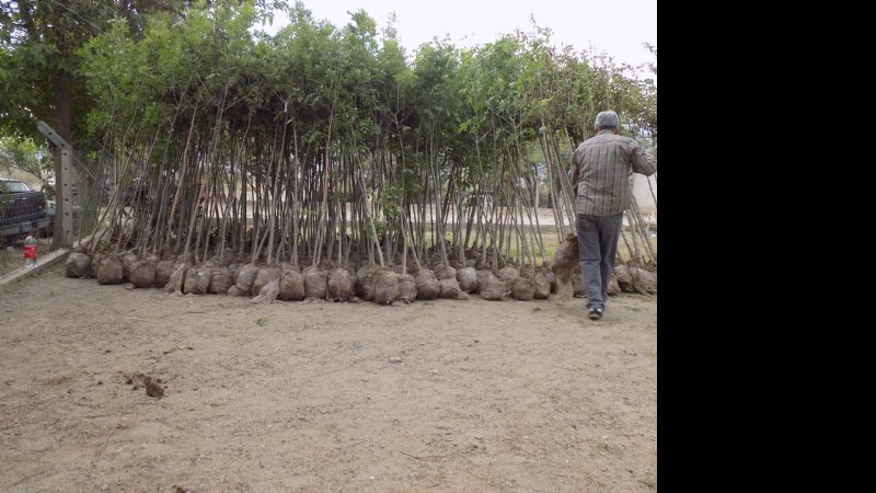 Plan de forestación para nuevos barrios en Santa María