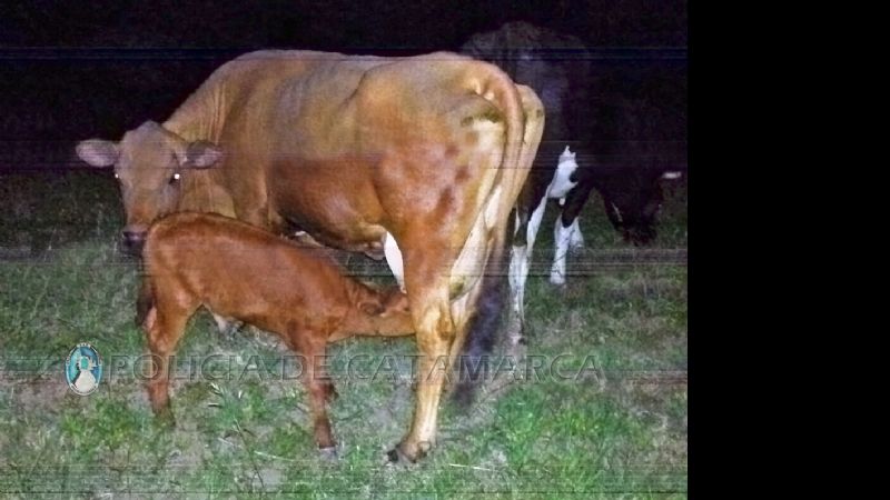 Arrestan a un sujeto y secuestran un animal vacuno en el Sur de la ciudad