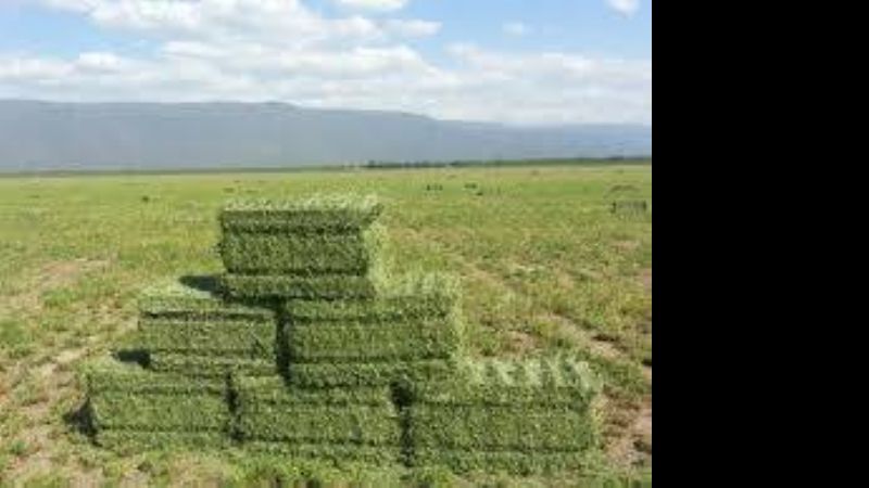 Iniciativa de transferencias de innovación
