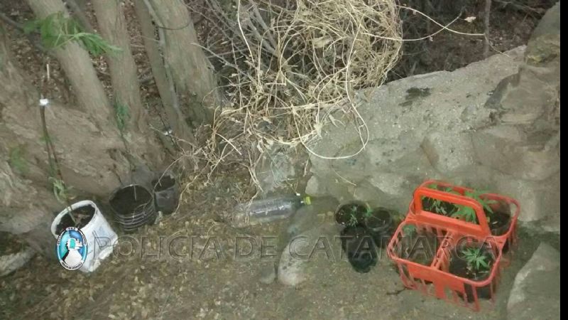 Secuestran plantas de marihuana en Andalgalá