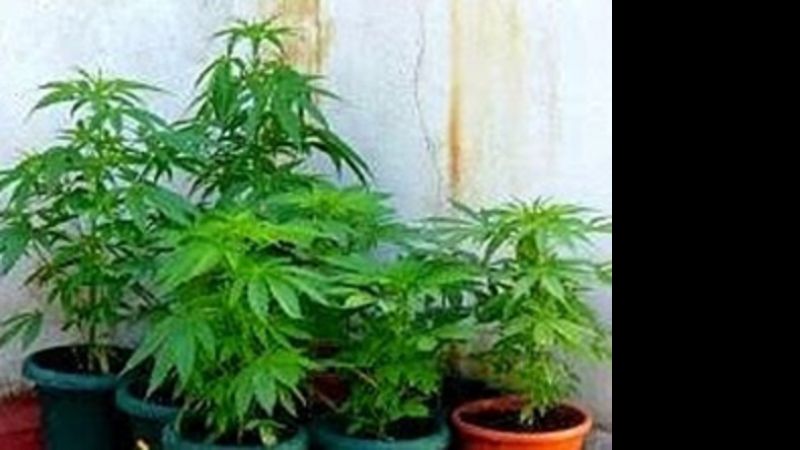 Secuestraron plantas de marihuana