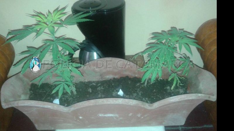 Secuestran gran cantidad de elementos y plantas de marihuana en Santa María