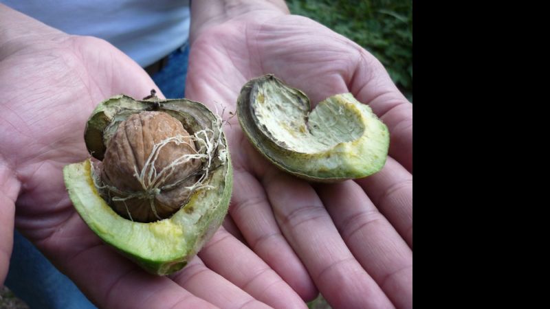 Jornadas de actualización técnica en nogal y pecán