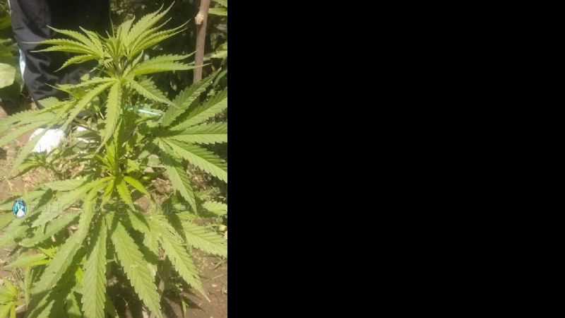 Incautan plantas de marihuana