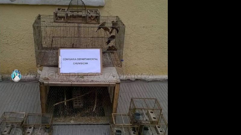 Secuestran aves en Chumbicha