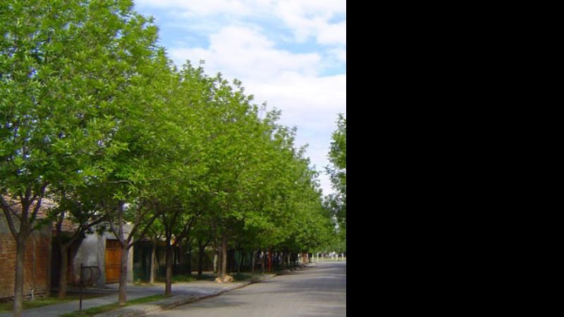 Más árboles para los nuevos barrios