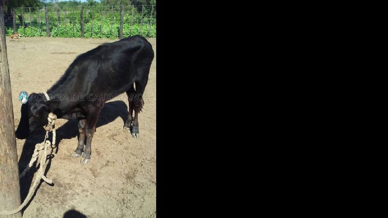 Secuestran animal suelto en El Alto