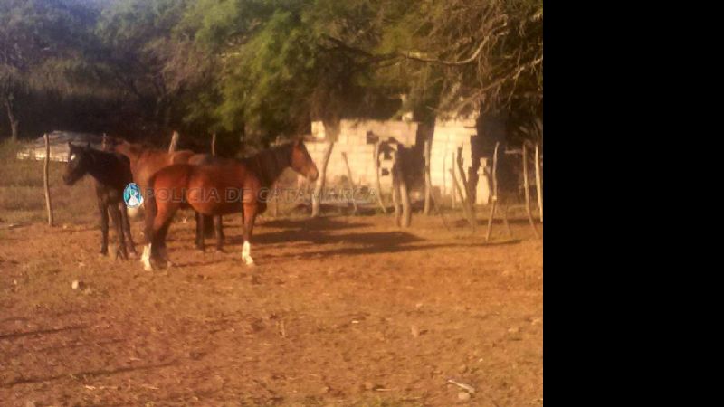 Secuestran cinco caballos en la localidad de Colpes