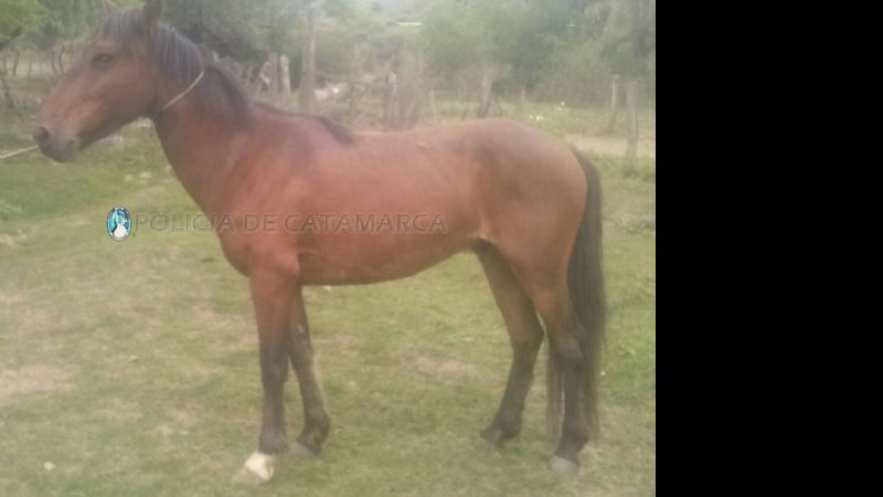 Secuestran un caballo robado